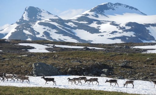 Foredrag: Sytingsreinens historie fra Sulisfjellene til Rana